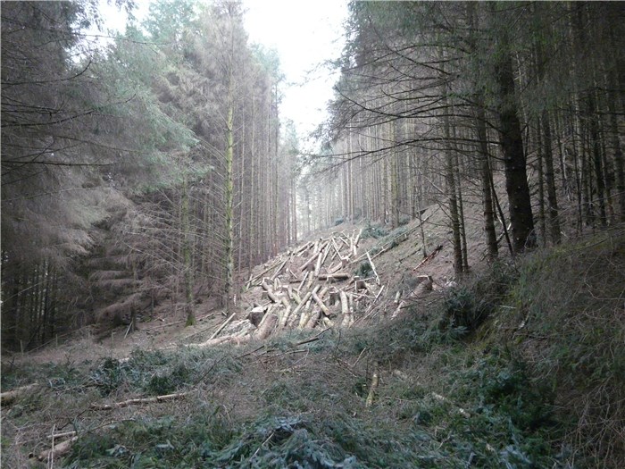 Alfa Tree Services complete felling along pipeline route - 17 March 2015 Alfa Tree Services complete felling along pipeline route - 17 March 2015