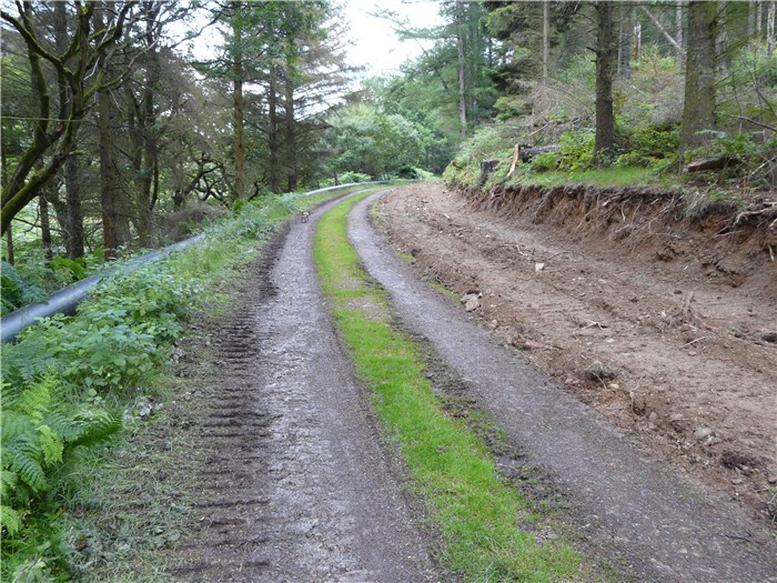 The benching ready for the trench now extends well down the forest track 2 August 2015