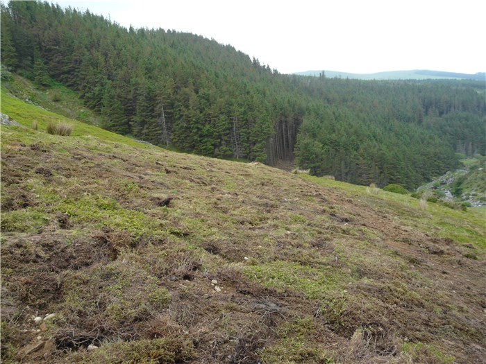 The reinstated mountainside 15 June 2015 The reinstated mountainside 15 June 2015