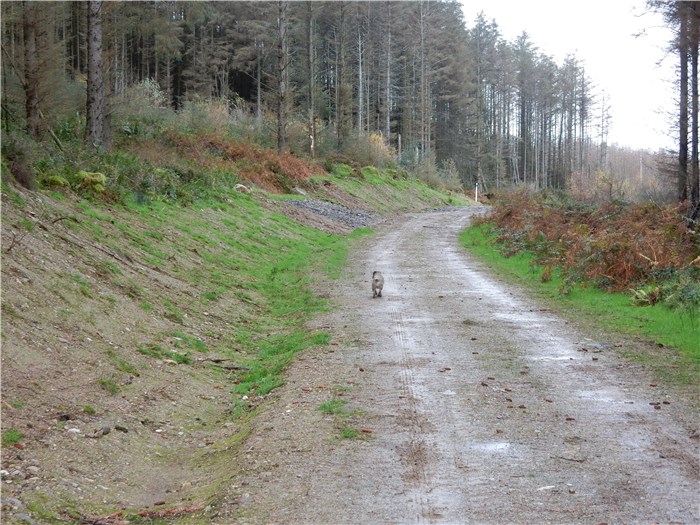 The bank over the buried pipeline recovers well in Coedydd Aber 1 20 November 2015 The bank over the buried pipeline recovers well in Coedydd Aber 1 20 November 2015