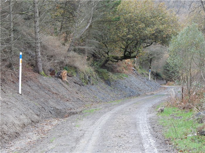 The bank over the buried pipeline recovers well in Coedydd Aber 4 20 November 2015 The bank over the buried pipeline recovers well in Coedydd Aber 4 20 November 2015