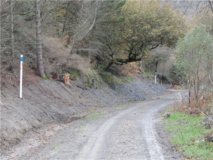 The bank over the buried pipeline recovers well in Coedydd Aber 4 20 November 2015