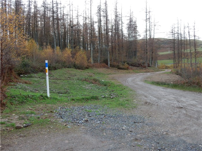 The bank over the buried pipeline recovers well in Coedydd Aber 2 20 November 2015