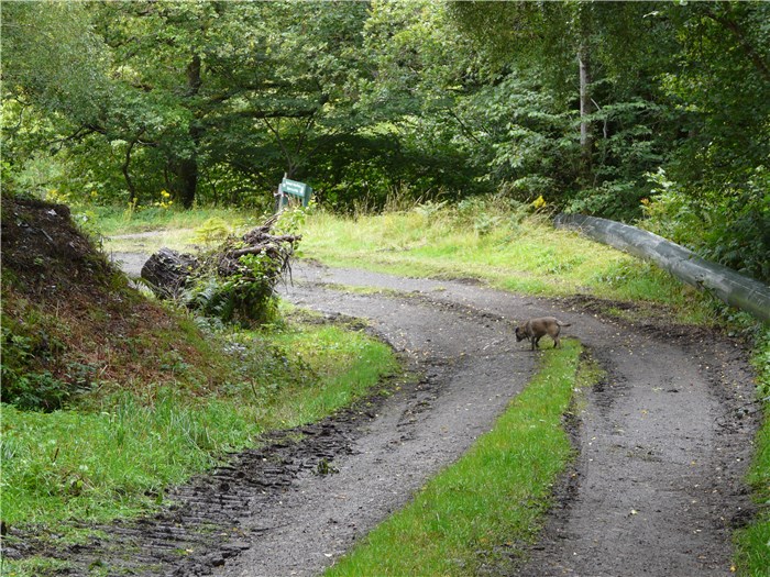 The final section of pipeline awaiting installation at the bottom of the forest road 19 Aug 2015 The final section of pipeline awaiting installation at the bottom of the forest road 19 Aug 2015