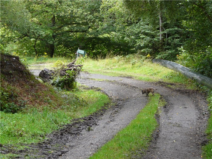 The final section of pipeline awaiting installation at the bottom of the forest road 19 Aug 2015