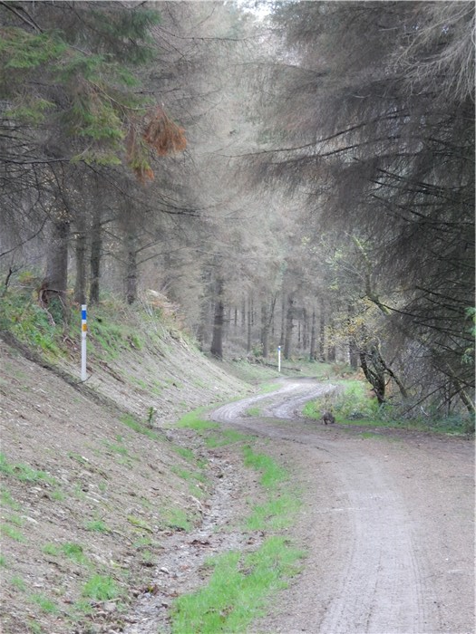 The bank over the buried pipeline recovers well in Coedydd Aber 3 20 November 2015 The bank over the buried pipeline recovers well in Coedydd Aber 3 20 November 2015
