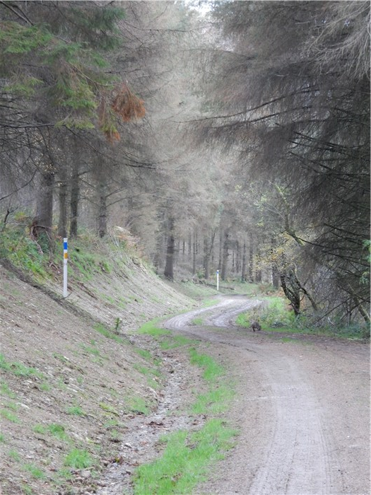 The bank over the buried pipeline recovers well in Coedydd Aber 3 20 November 2015