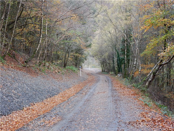 The bank over the buried pipeline recovers well in Coedydd Aber 5 20 November 2015